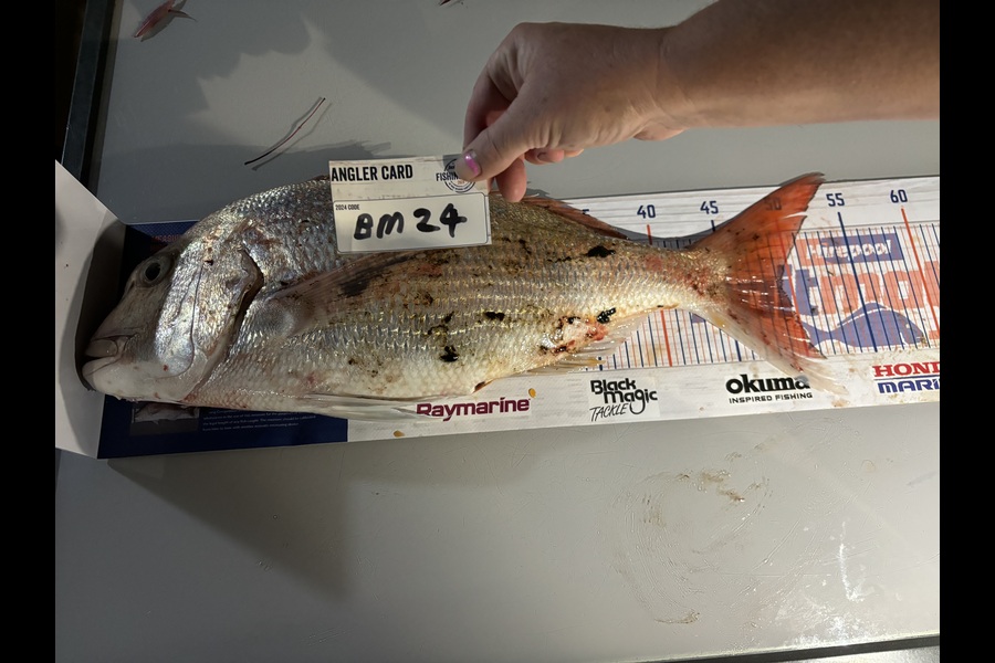 Roger Rawson caught this 44.0cm Snapper at Nelson/Marlborough during The Export NZ Fishing Competition