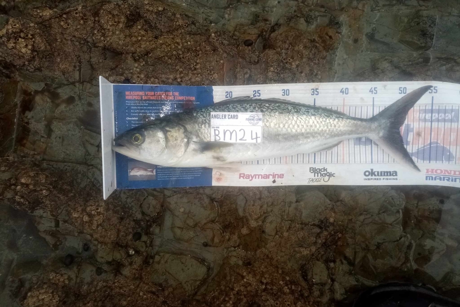 Bodhi Bishop Saunders caught this 49.0cm Kahawai at Coromandel during The Export NZ Fishing Competition