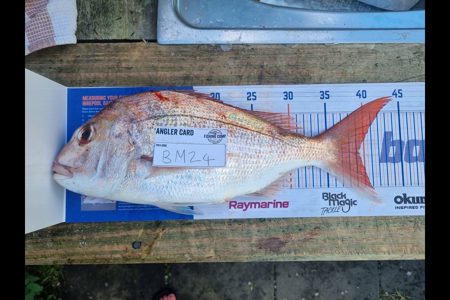 Jessie McLean caught this 39.0cm Snapper at Coromandel during The Export NZ Fishing Competition