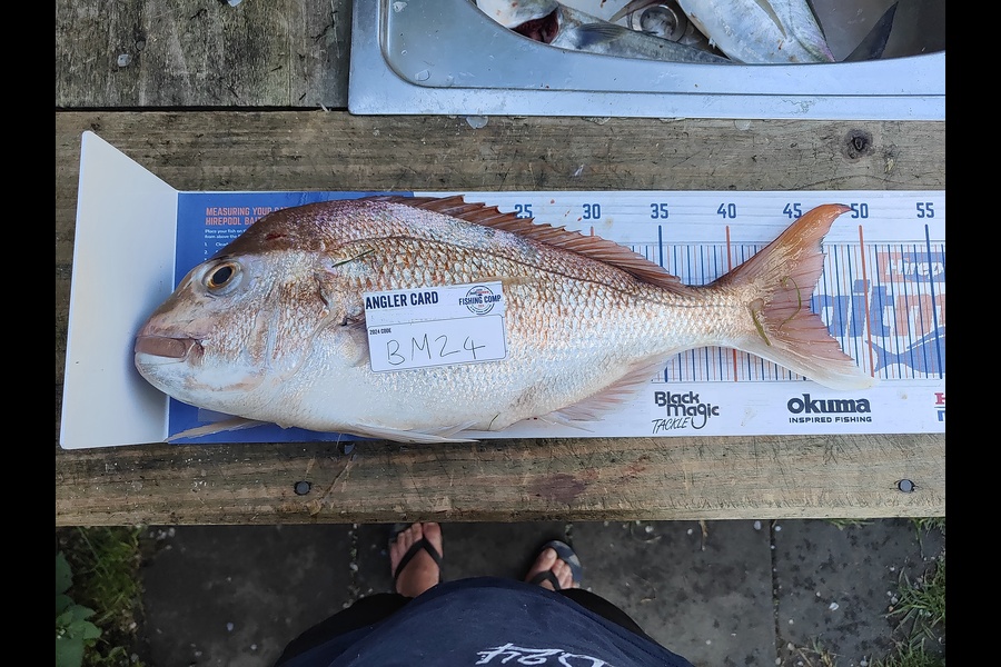 Shaun McLean caught this 45.5cm Snapper at Coromandel during The Export NZ Fishing Competition