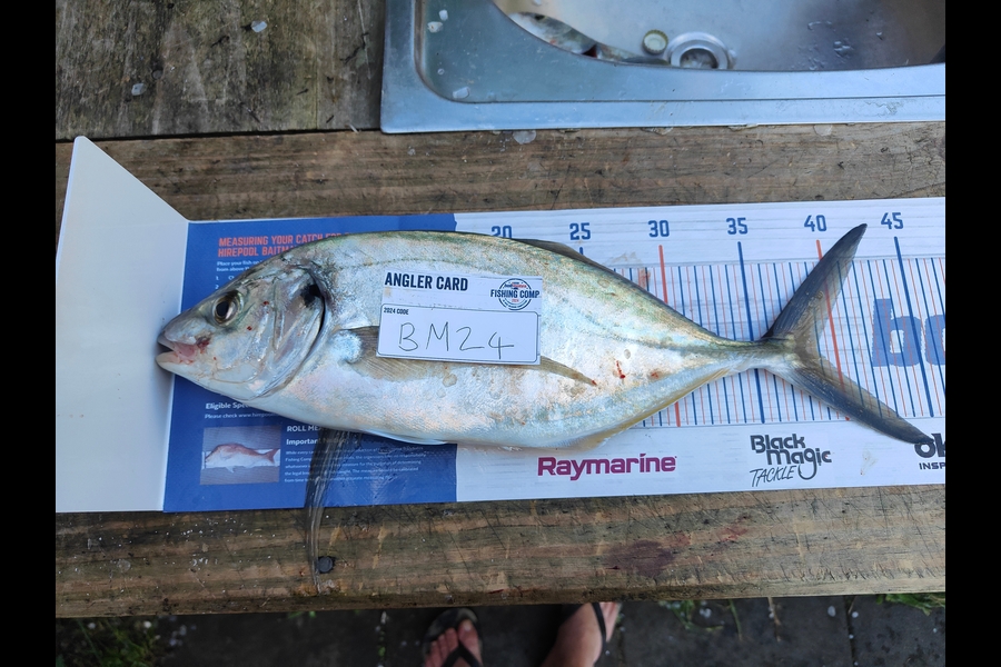 Shaun McLean caught this 39.0cm Trevally at Coromandel during The Export NZ Fishing Competition