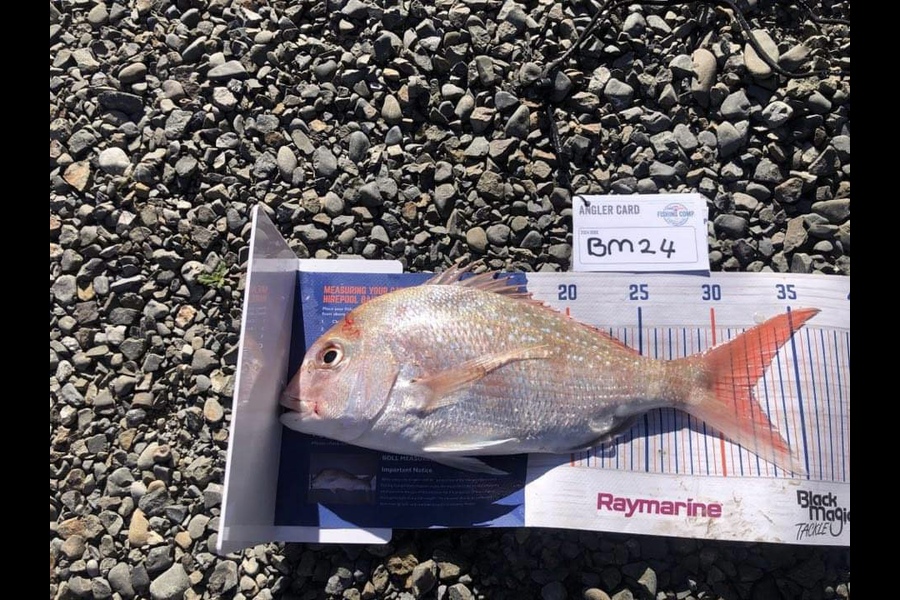 Koby Lowe caught this 32.0cm Snapper at Hawkes Bay during The Export NZ Fishing Competition