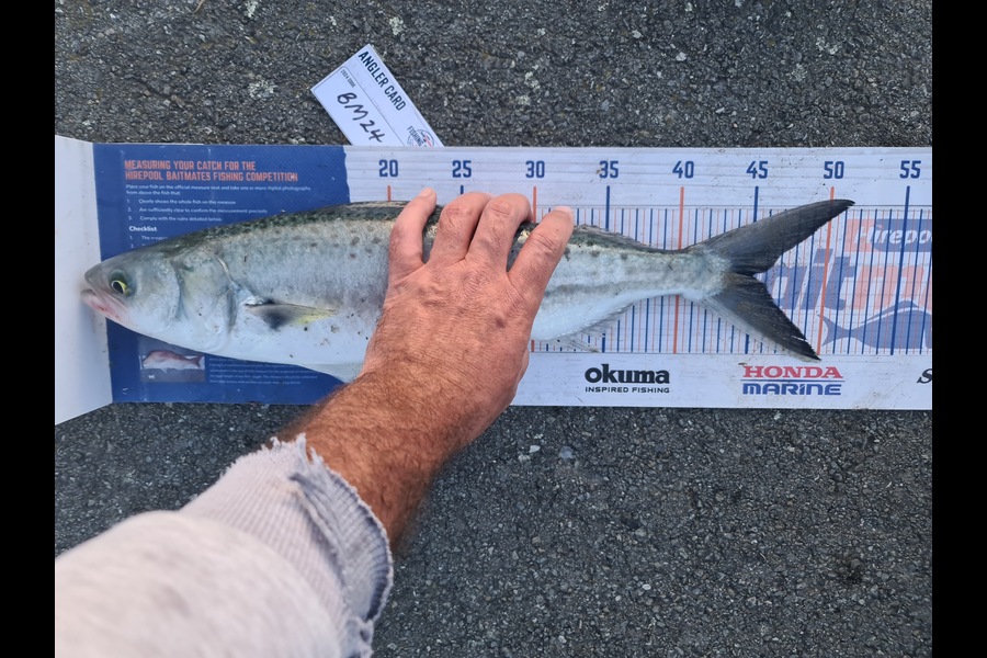 Scott Bassett caught this 45.0cm Kahawai at Wellington during The Export NZ Fishing Competition