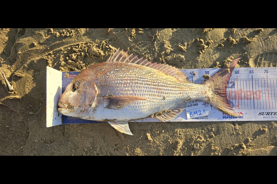 Peter Dunn caught this 56.0cm Snapper at Northland during The Export NZ Fishing Competition