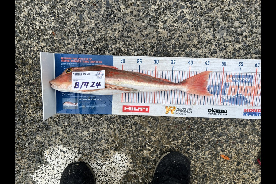 Shane Whitaker caught this 45.0cm Gurnard at Northland during The Export NZ Fishing Competition