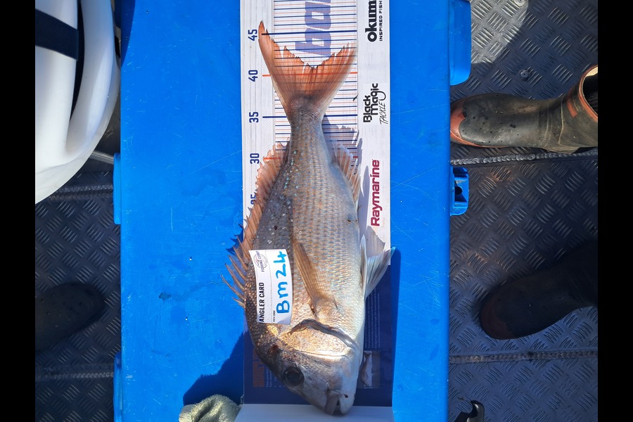 Jordan Reardon caught this 40.5cm Snapper at Coromandel during The Export NZ Fishing Competition