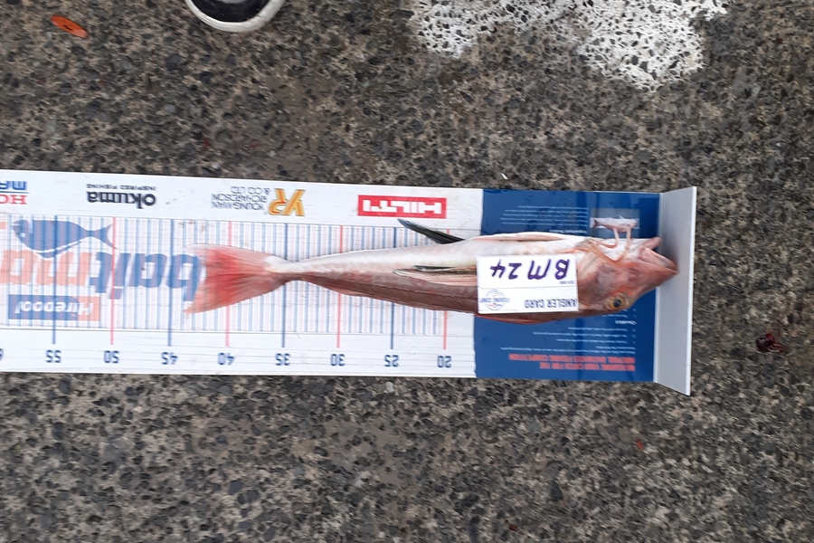 Tom Whitaker caught this 42.0cm Gurnard at Northland during The Export NZ Fishing Competition