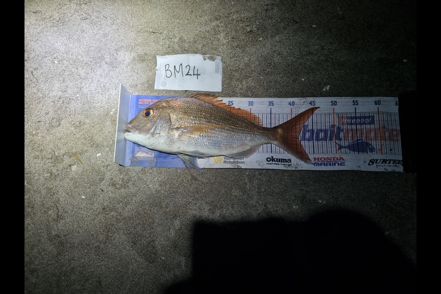 Michael Brown caught this 41.5cm Snapper at Bay of Plenty during The Export NZ Fishing Competition