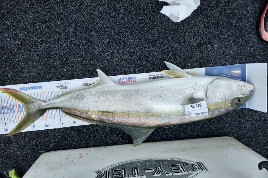 Sandra Dicker caught this 87.0cm Kingfish at Auckland during The Export NZ Fishing Competition