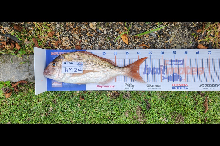 Cameron Spiers caught this 39.0cm Snapper at Bay of Plenty during The Export NZ Fishing Competition