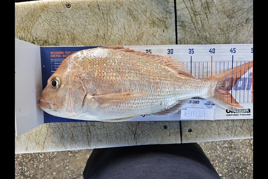 Paul Vossen caught this 44.0cm Snapper at Coromandel during The Export NZ Fishing Competition