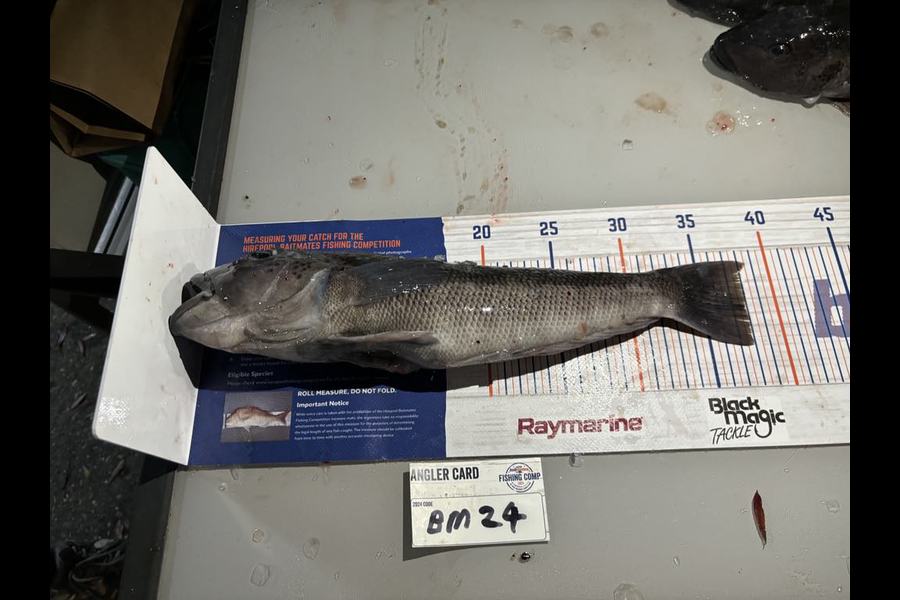 Sharon Rawson caught this 37.0cm Blue Cod at Nelson/Marlborough during The Export NZ Fishing Competition
