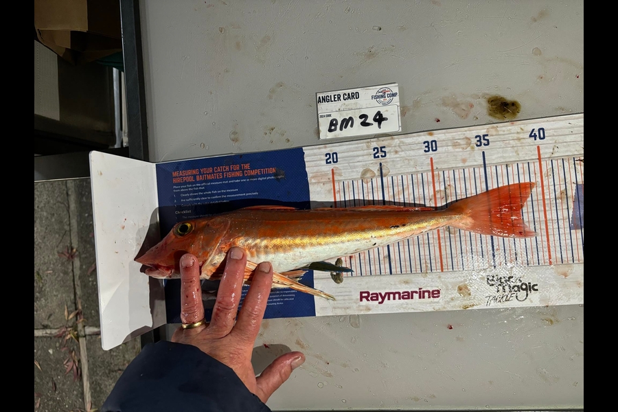 Sharon Rawson caught this 37.5cm Gurnard at Nelson/Marlborough during The Export NZ Fishing Competition