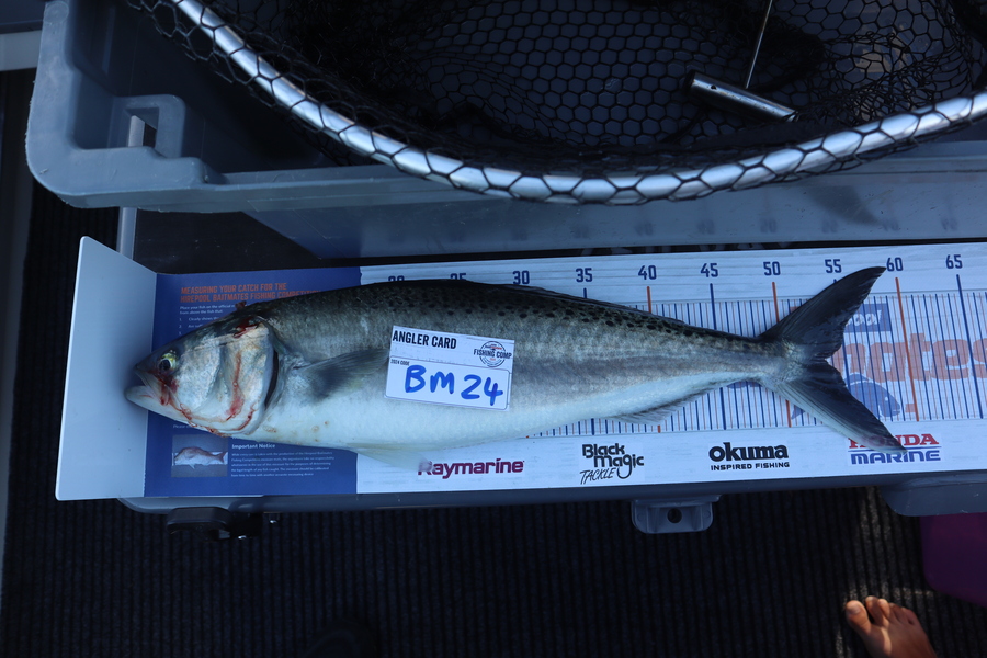 Mark Cotton caught this 53.0cm Kahawai at Nelson/Marlborough during The Export NZ Fishing Competition