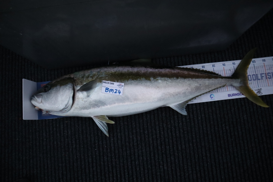 Mark Cotton caught this 100.5cm Kingfish at Nelson/Marlborough during The Export NZ Fishing Competition