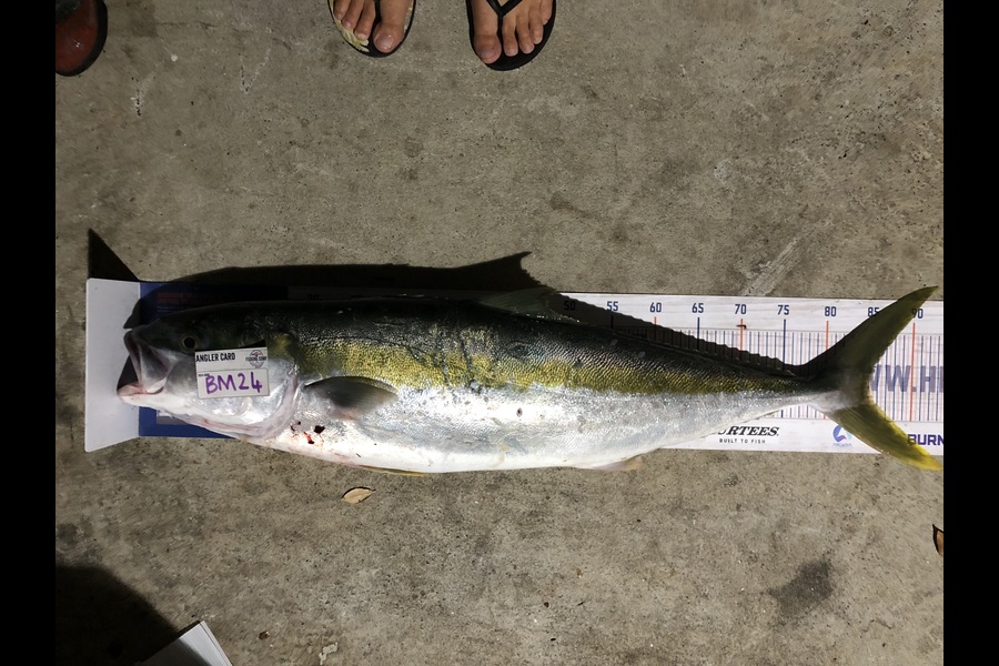 Nikki Tate caught this 84.0cm Kingfish at Northland during The Export NZ Fishing Competition