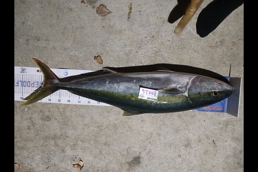 William Samson caught this 94.0cm Kingfish at Northland during The Export NZ Fishing Competition