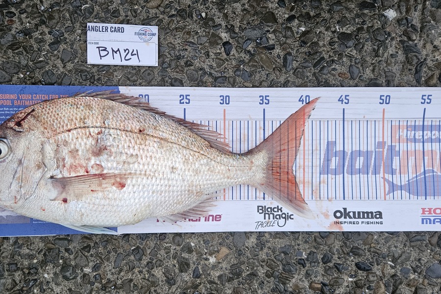 Dario De lara caught this 38.5cm Snapper at Wellington during The Export NZ Fishing Competition