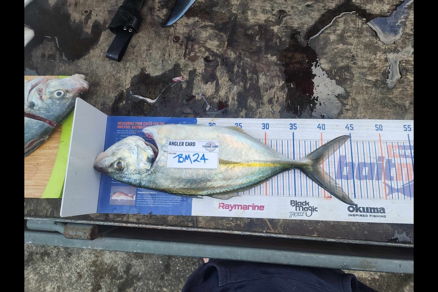 Travis Chadwick caught this 38cm Trevally at Northland during The Export NZ Fishing Competition