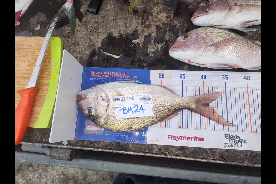 Travis Chadwick caught this 31.0cm Snapper at Northland during The Export NZ Fishing Competition