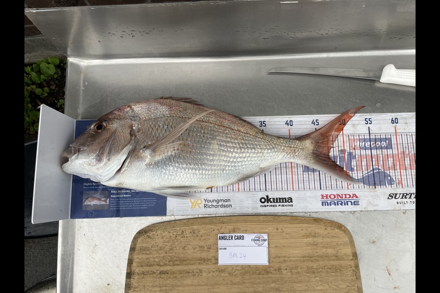 Jack Ogden caught this 47.0cm Snapper at Taranaki during The Export NZ Fishing Competition