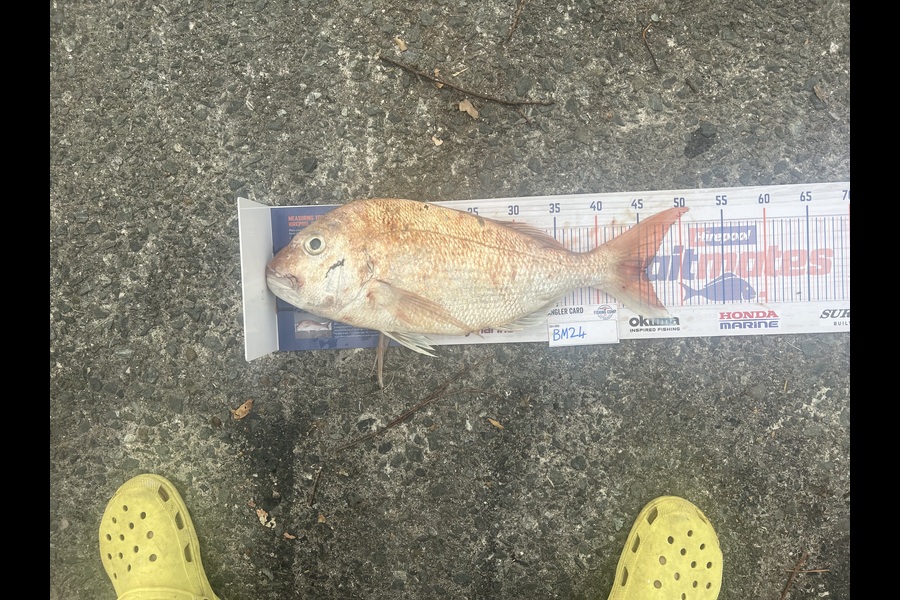 Jack Sargison caught this 45.5cm Snapper at Bay of Plenty during The Export NZ Fishing Competition