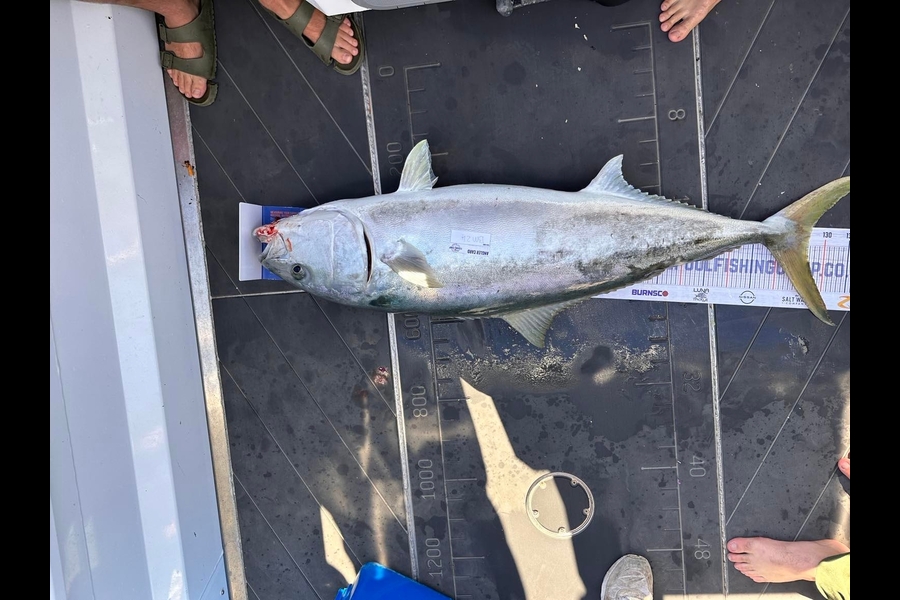 Henry Gibbs caught this 126.5cm Kingfish at Nelson/Marlborough during The Export NZ Fishing Competition