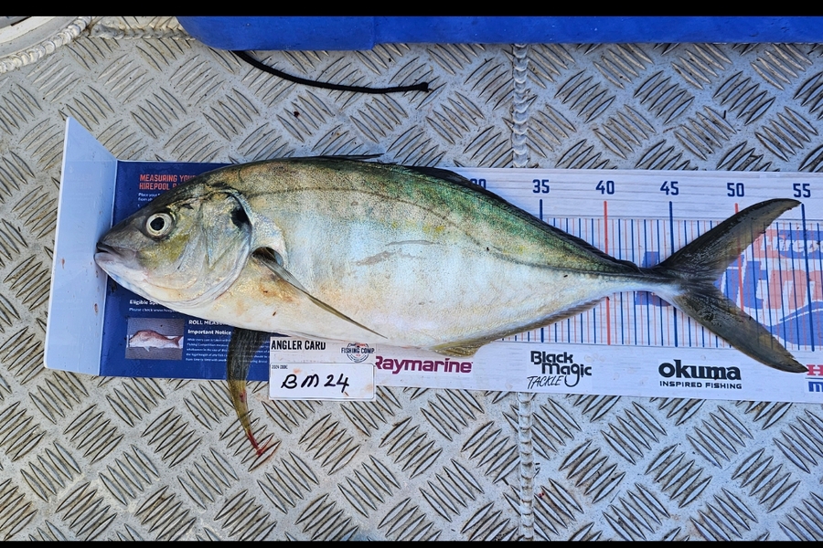Tony Wong-Kam caught this 48.0cm Trevally at Auckland during The Export NZ Fishing Competition