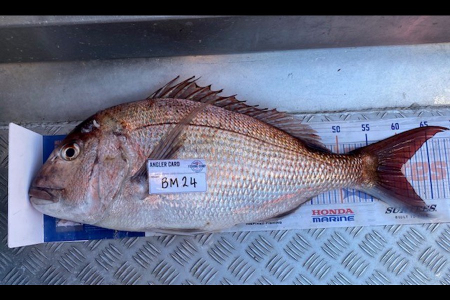 Gary Allan caught this 60.0cm Snapper at Wellington during The Export NZ Fishing Competition