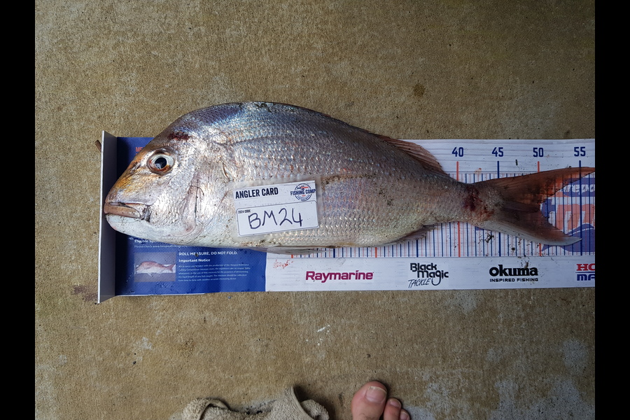 Stephen Nilsson caught this 50.0cm Snapper at Auckland during The Export NZ Fishing Competition