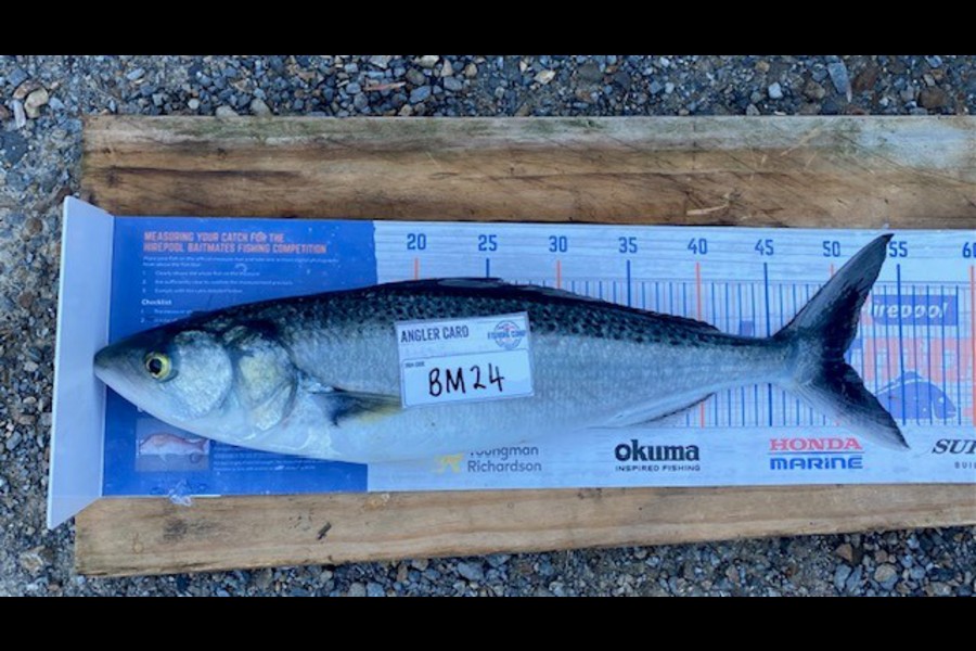 Braxton Allan caught this 50.5cm Kahawai at Wellington during The Export NZ Fishing Competition