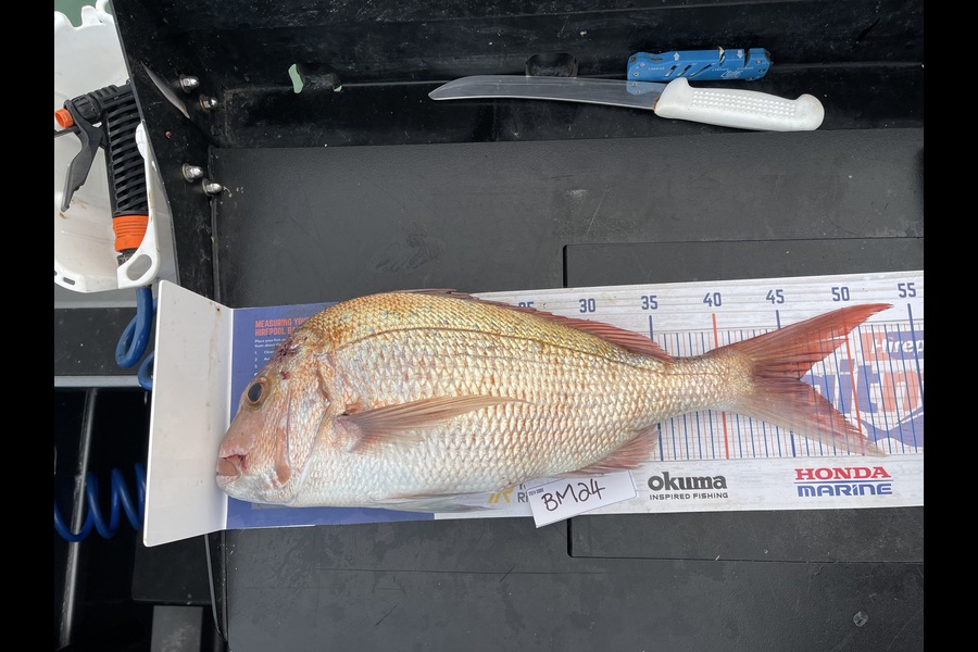 Liz van der Westhuizen caught this 46.0cm Snapper at Bay of Plenty during The Export NZ Fishing Competition