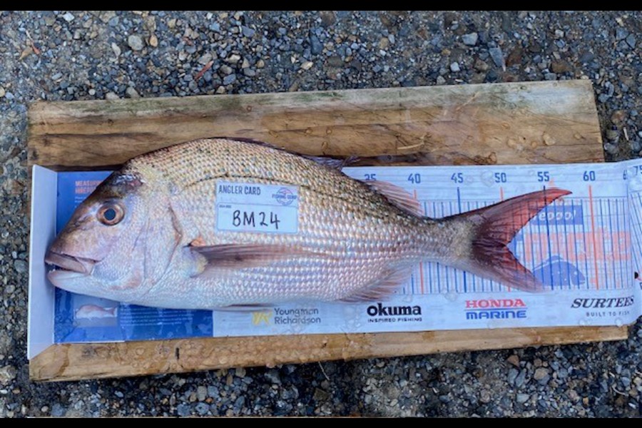 Braxton Allan caught this 50.0cm Snapper at Wellington during The Export NZ Fishing Competition