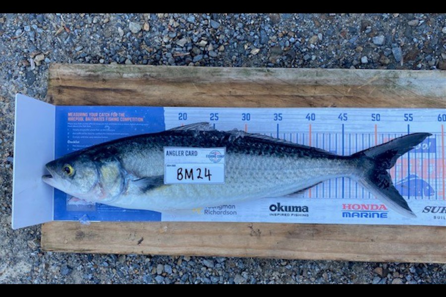 Mason Allan caught this 51.5cm Kahawai at Wellington during The Export NZ Fishing Competition