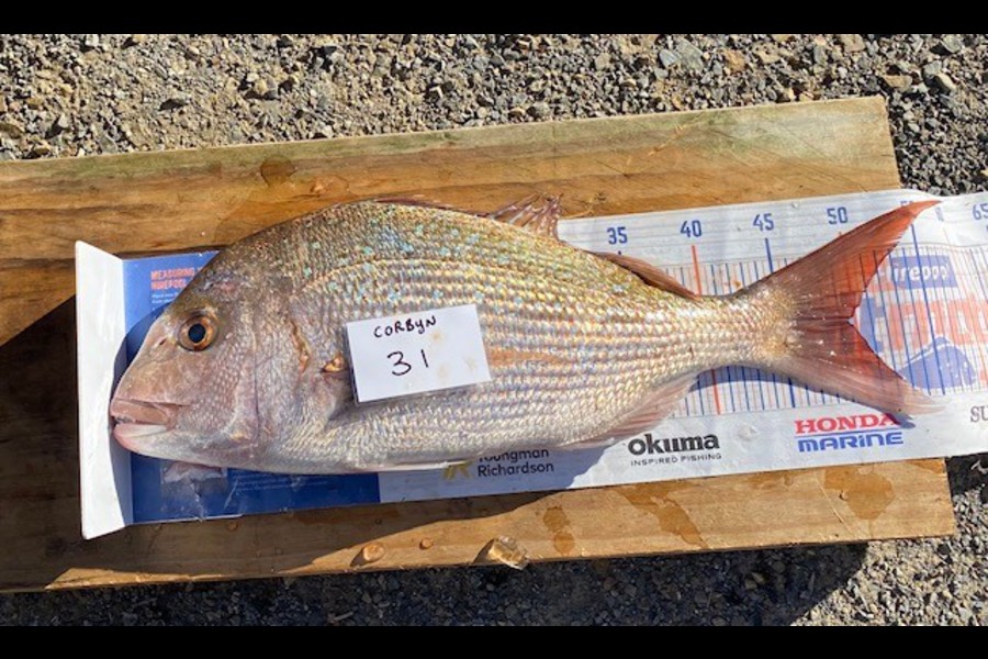 Corbyn Allan caught this 49.5cm Snapper at Wellington during The Export NZ Fishing Competition