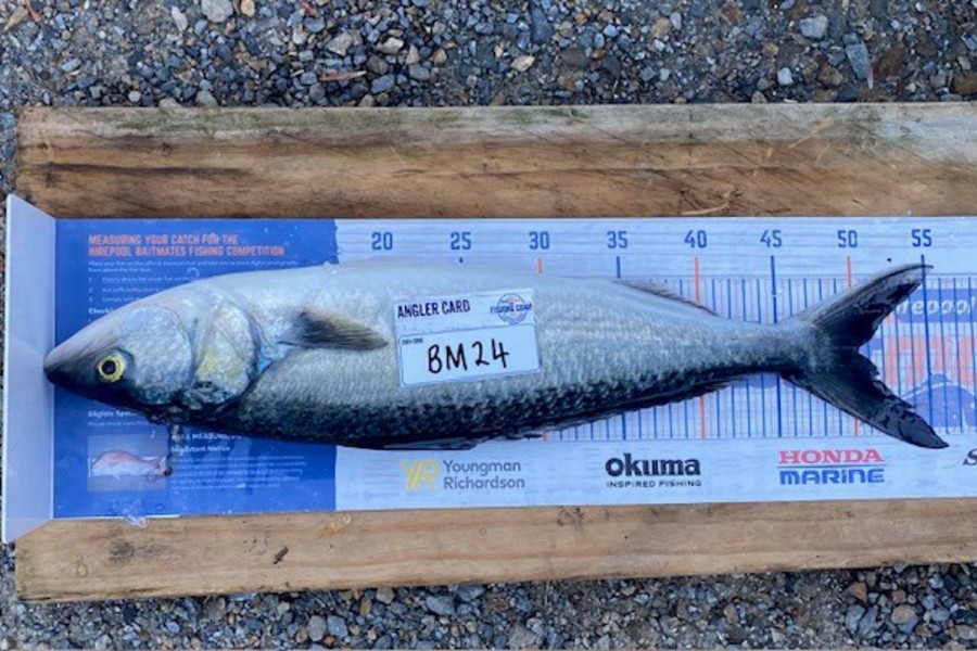 Corbyn Allan caught this 50.0cm Kahawai at Wellington during The Export NZ Fishing Competition