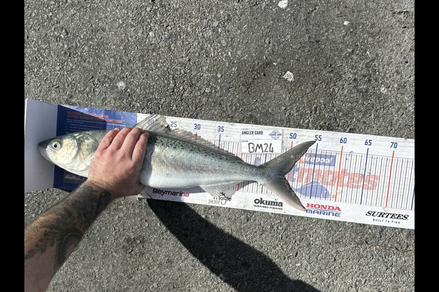 Brodie Sullivan-Richards caught this 49.0cm Kahawai at Manawatu during The Export NZ Fishing Competition