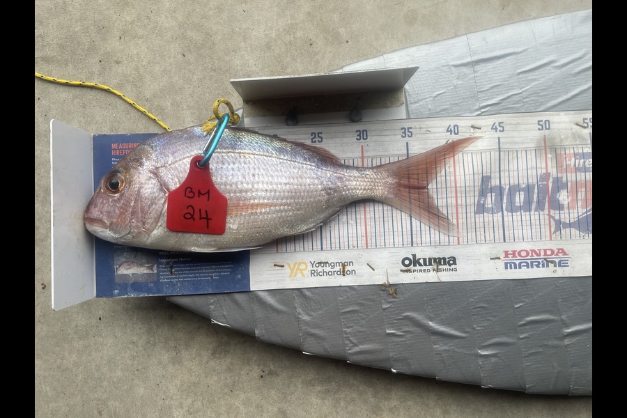 Graeme Duncan caught this 37.0cm Snapper at Bay of Plenty during The Export NZ Fishing Competition