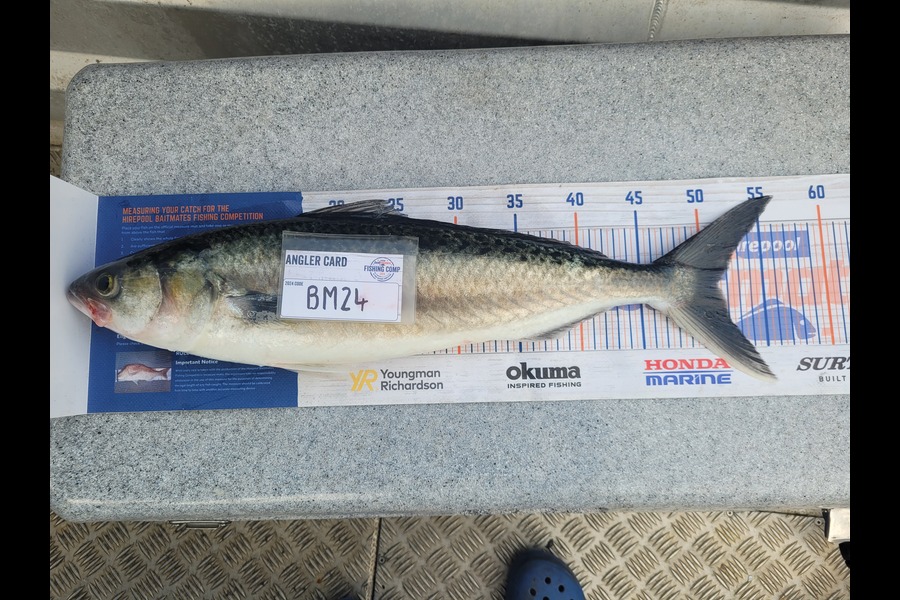 Daniel Hovenden caught this 51.0cm Kahawai at Nelson/Marlborough during The Export NZ Fishing Competition