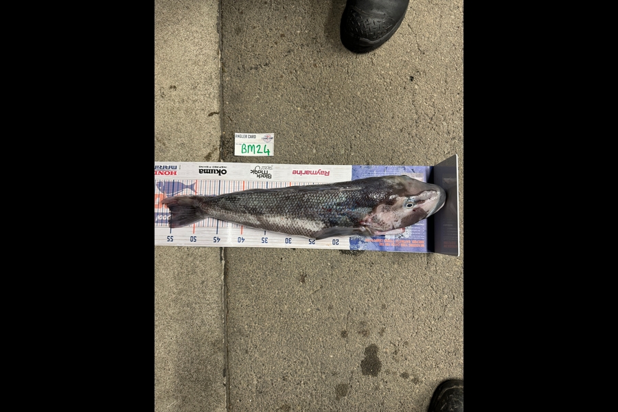 Corey Broughton caught this 55.0cm Blue Cod at Nelson/Marlborough during The Export NZ Fishing Competition