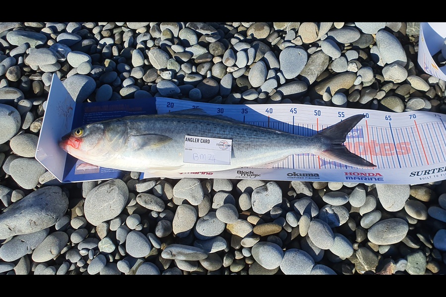 Jesse Birrell caught this 55.0cm Kahawai at Canterbury during The Export NZ Fishing Competition