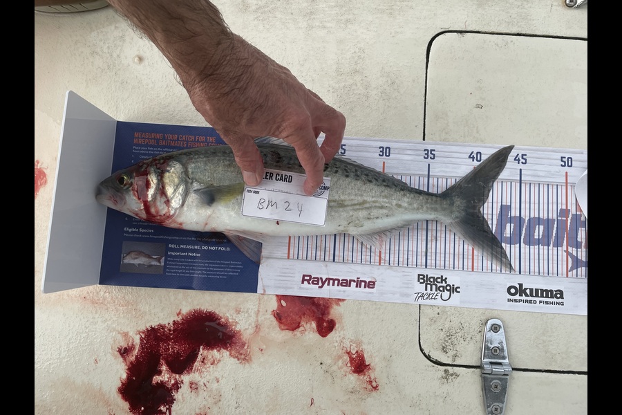 Ed Smit caught this 40.5cm Kahawai at Auckland during The Export NZ Fishing Competition