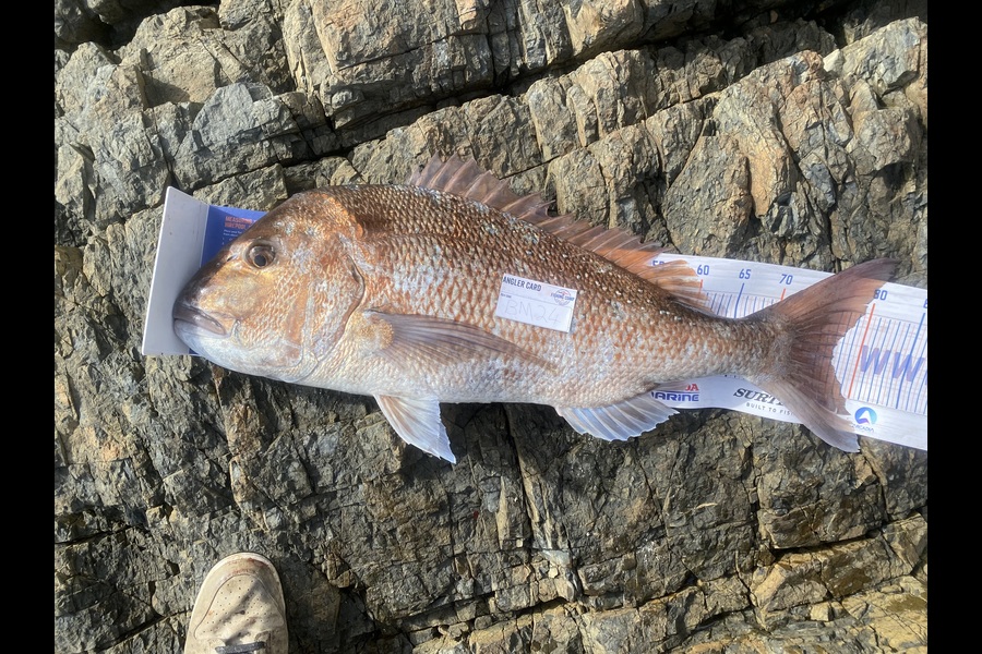 Jordan Heke caught this 77.0cm Snapper at Northland during The Export NZ Fishing Competition