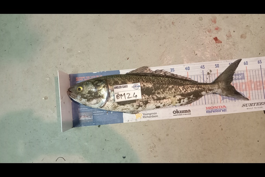 Dave Thomson caught this 54.0cm Kahawai at Manawatu during The Export NZ Fishing Competition