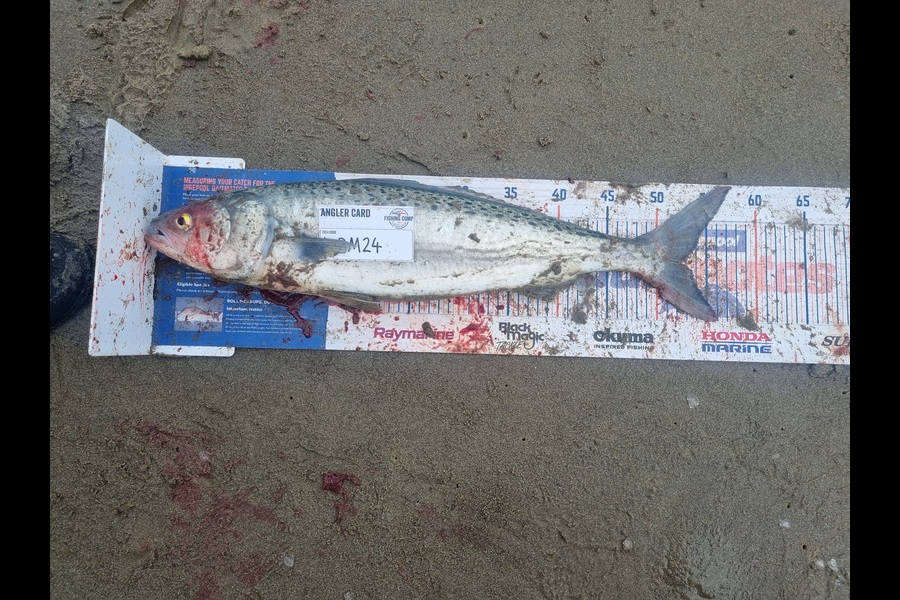 Jayden Emtage caught this 52.5cm Kahawai at Northland during The Export NZ Fishing Competition