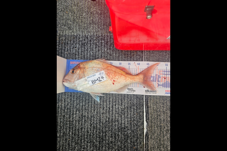 Alapati Eastns caught this 46.5cm Snapper at Auckland during The Export NZ Fishing Competition