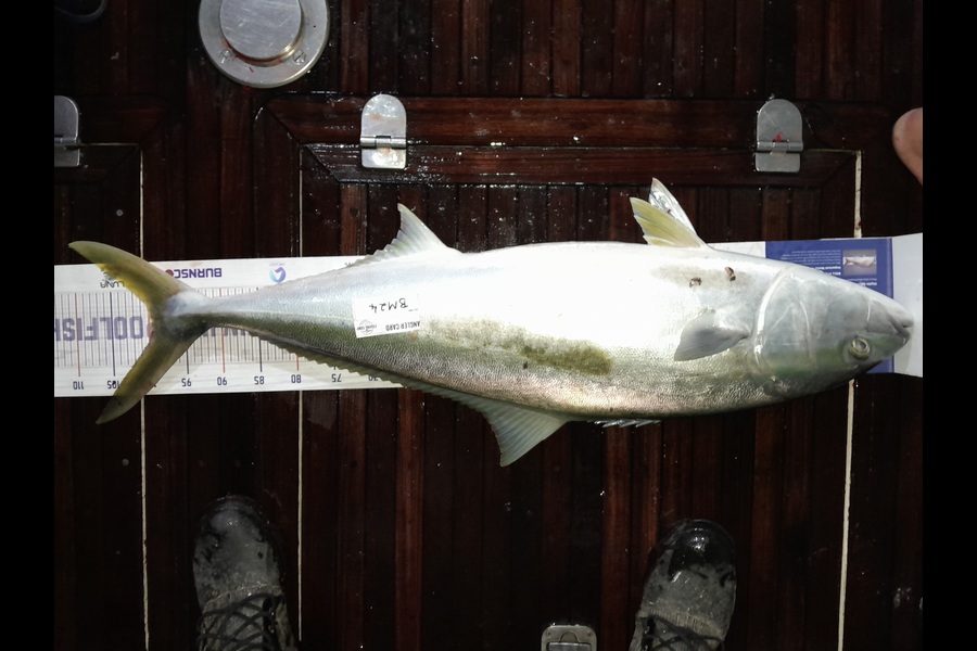 Cameron Brider caught this 99.5cm Kingfish at Bay of Plenty during The Export NZ Fishing Competition