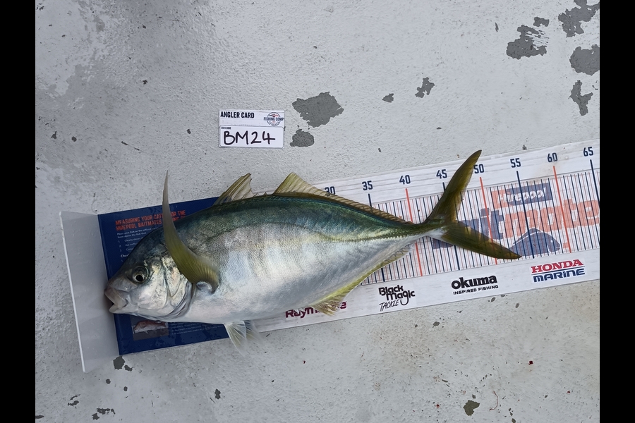 Daniel Hilton caught this 45.5cm Trevally at Northland during The Export NZ Fishing Competition