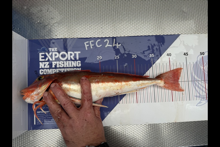 David McPherson caught this 42.0cm Gurnard at Auckland during The Export NZ Fishing Competition
