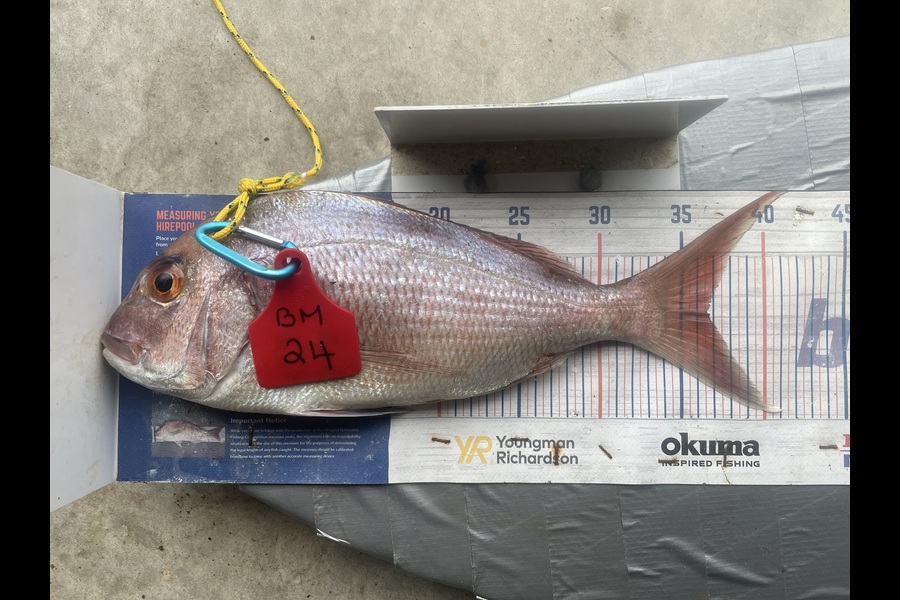 Graeme Duncan caught this 36.5cm Snapper at Bay of Plenty during The Export NZ Fishing Competition